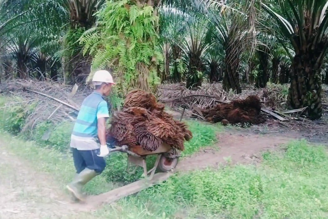 Distribusi Janjangan Kosong