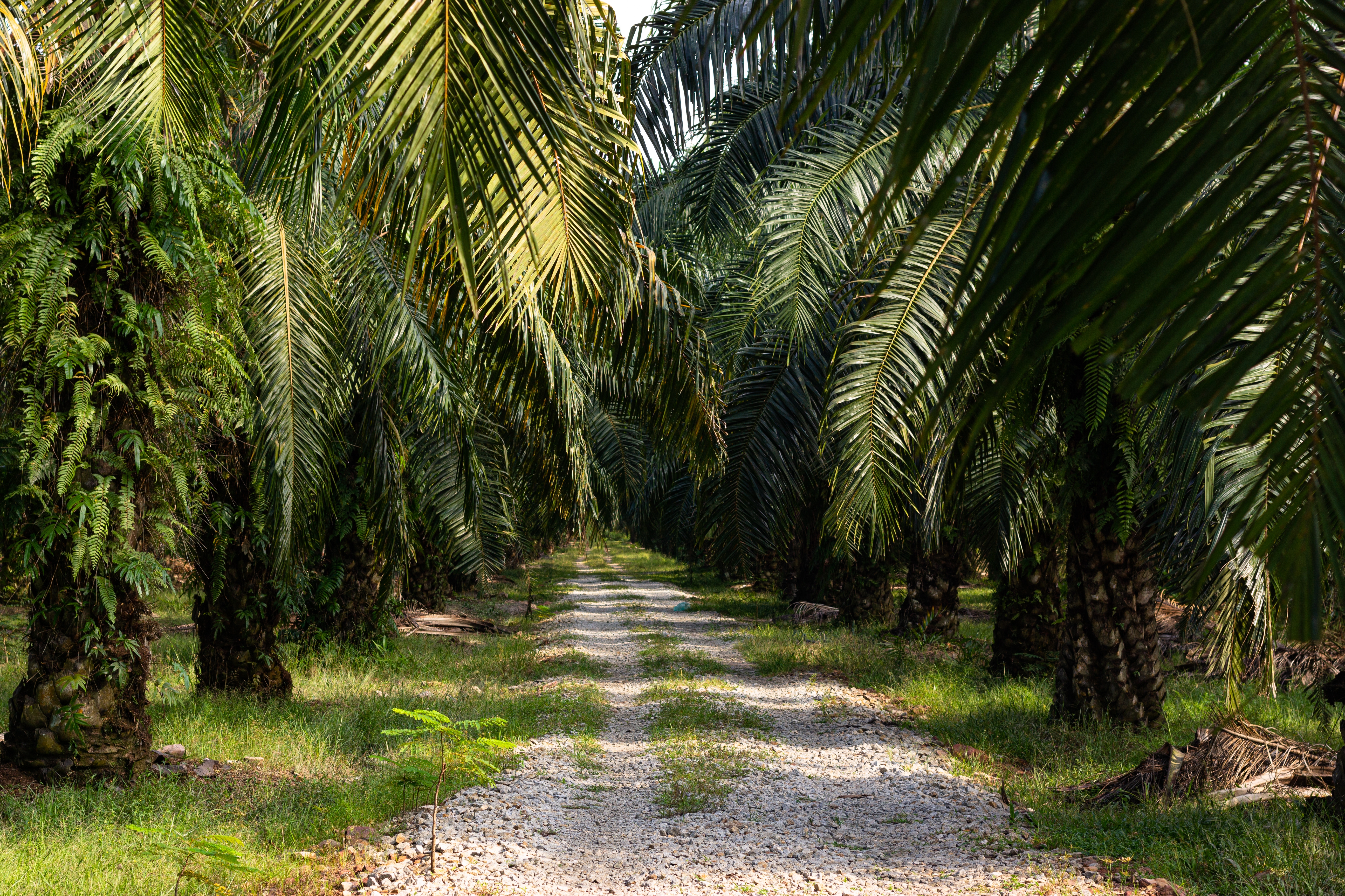 Perkebunan Kelapa Sawit