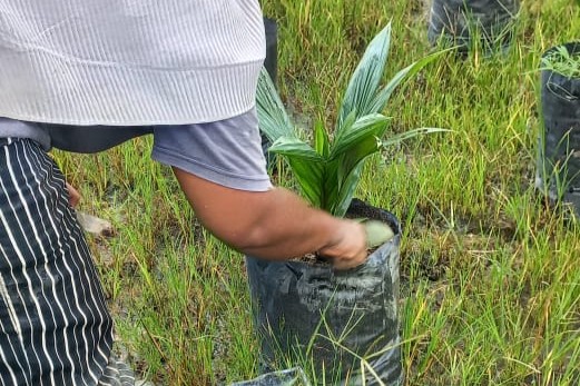 Penyemaian Bibit Kelapa Sawit