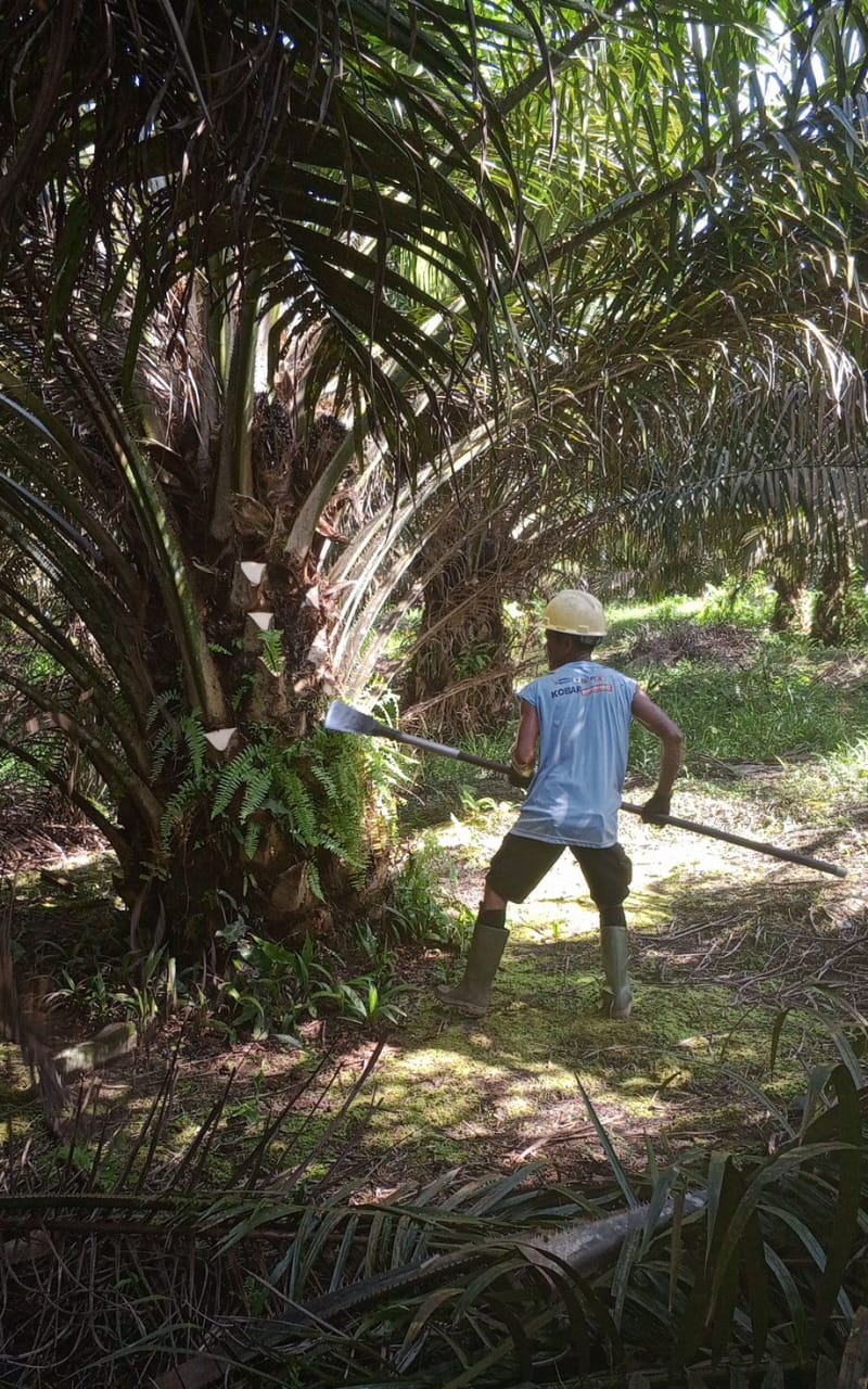 Pemangkasan Daun Kelapa Sawit