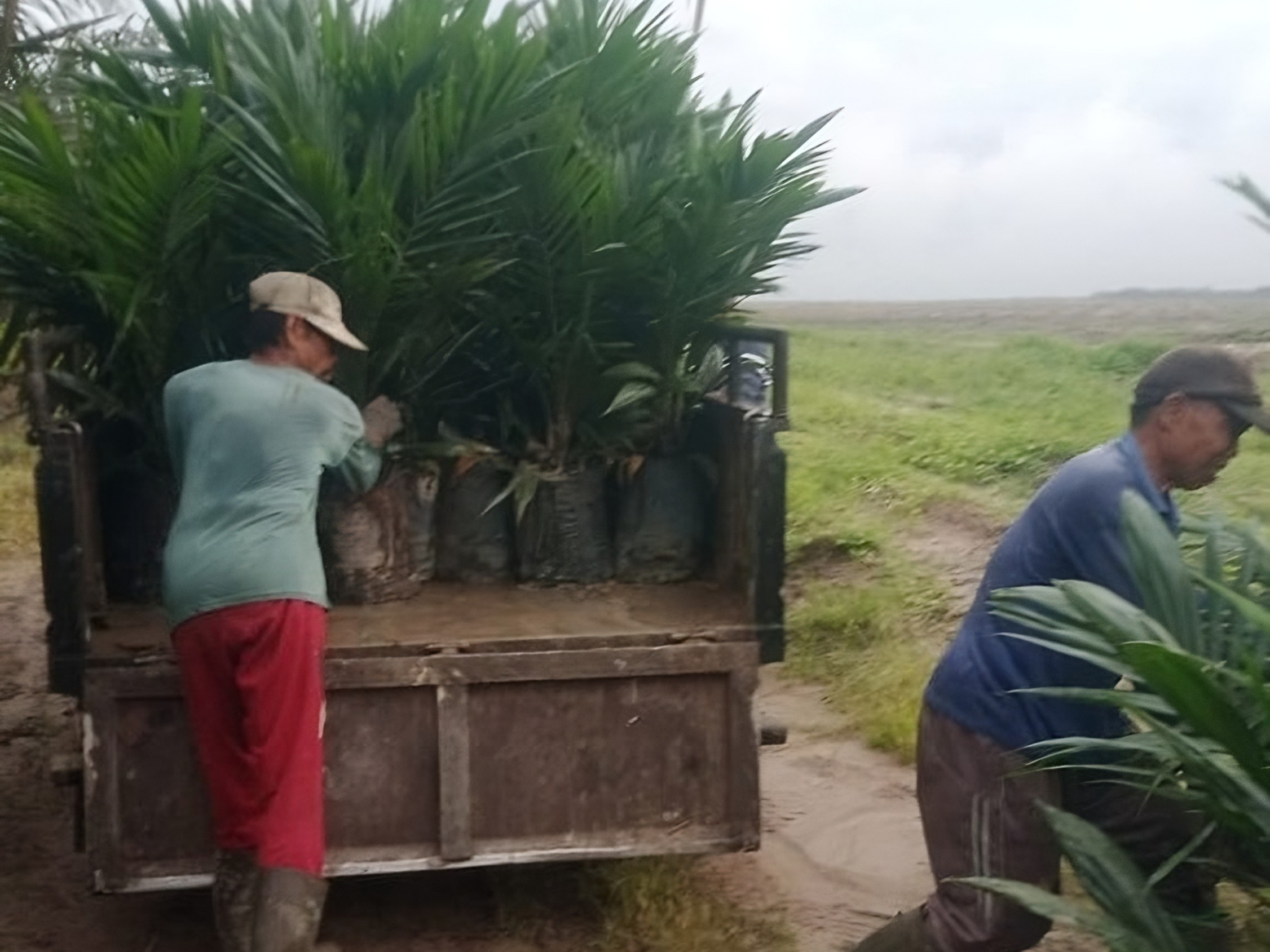 Proses Penanaman Bibit